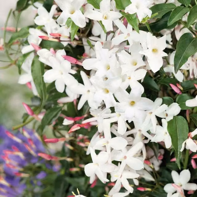 Marshalls Garden Jasminum Starry Starry Summer Scent Fragrant Bicolour Climbing Jasmine, White and Pink
