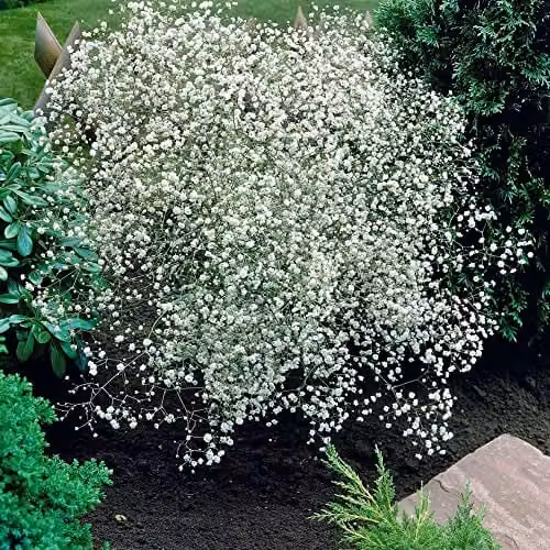 Thompson and Morgan Gypsophila paniculata Baby's Breath White Flower Seeds, 600 Seeds