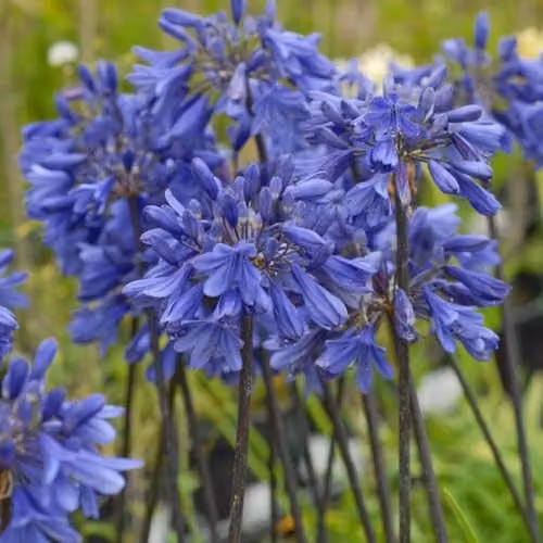 Thompson and Morgan Agapanthus Ever Sapphire Blue Flowering Perennial, 1x 2.5 Litre