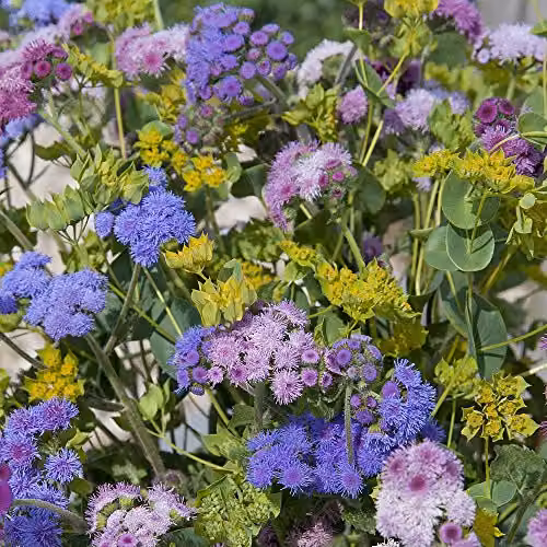 Thompson and Morgan Ageratum Timeless Mixed Floss Flower Seeds, 100 Seeds, Purple and Yellow – 1