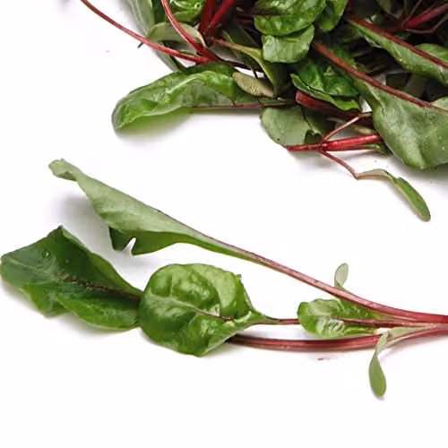 Thompson and Morgan Swiss Chard Fire Fresh Beta vulgaris Vegetable Seed, 200 Seeds