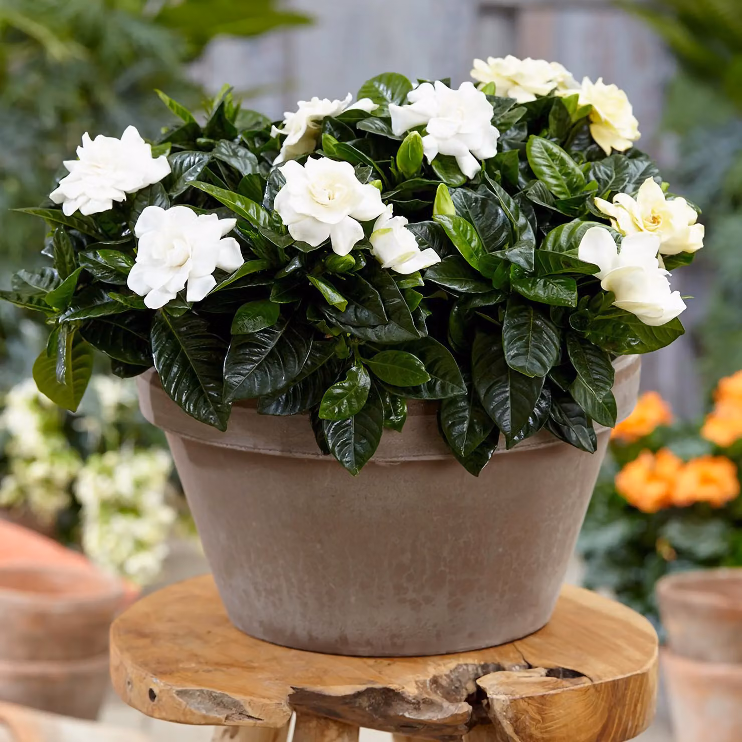 Primrose Gardenia jasminoides Flowering Jasmine Houseplant in a 13cm Green Plastic Pot – 2