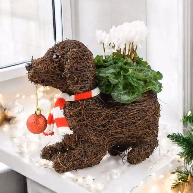 Plants by Post Christmas Dog Planter with Red Organic Cyclamen in a White and Brown Rattan Tabletop Decoration