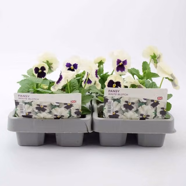 Plants By Post Pansy White Blotch Garden Ready Bedding Plants, 12 Pack