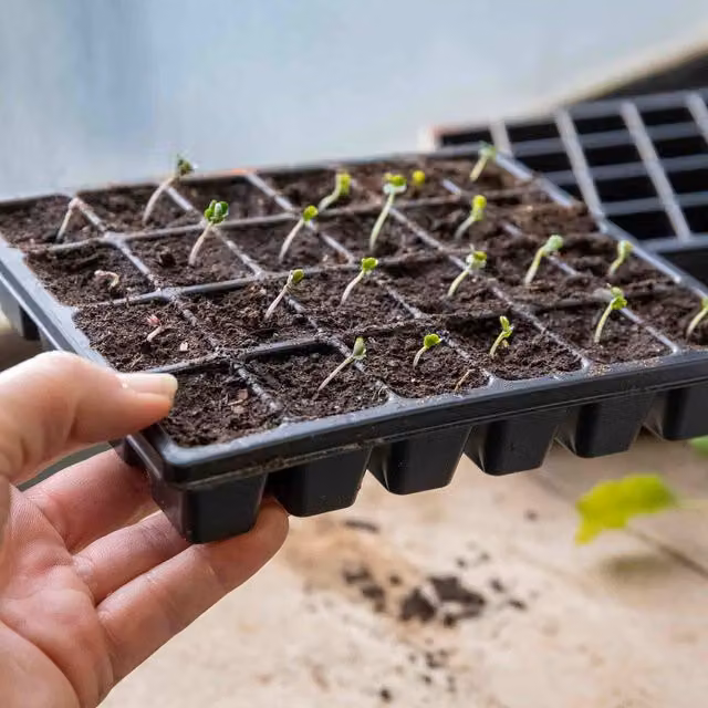 Marshalls Garden 12 x 24 Cell Plastic Seed Trays in Black