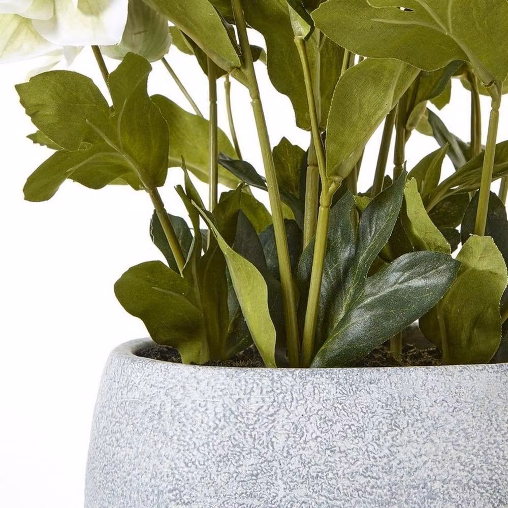 Lemon Pavilion Hellebore Potted Plant in White and Grey Plastic, W: 38 cm, D: 33 cm, H: 41 cm – 4