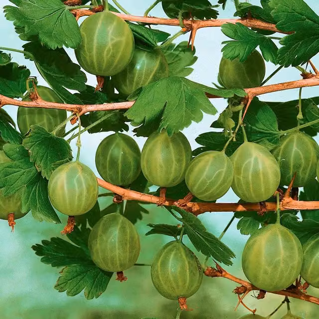 Marshalls Garden Gooseberry Invicta Green Potted Fruit Bush
