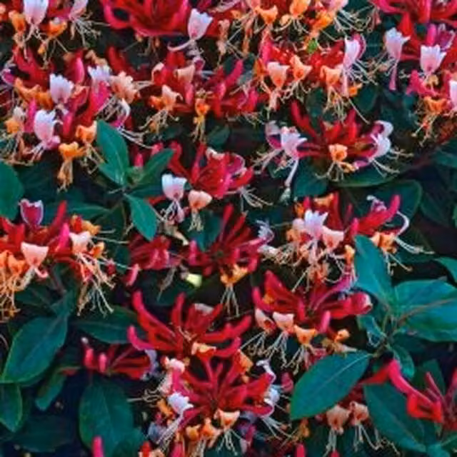 Plants By Post Lonicera Japonica Climber with Red and Yellow Flowers