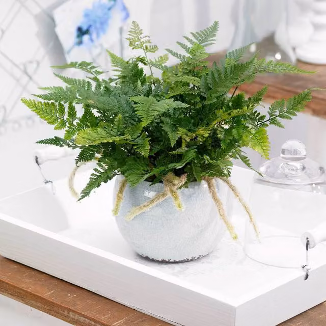 Primrose Humata Tyermanii Bunny Hares Foot Fern Green Indoor House Plant, Height: 18 cm, Pot Size: 12 cm
