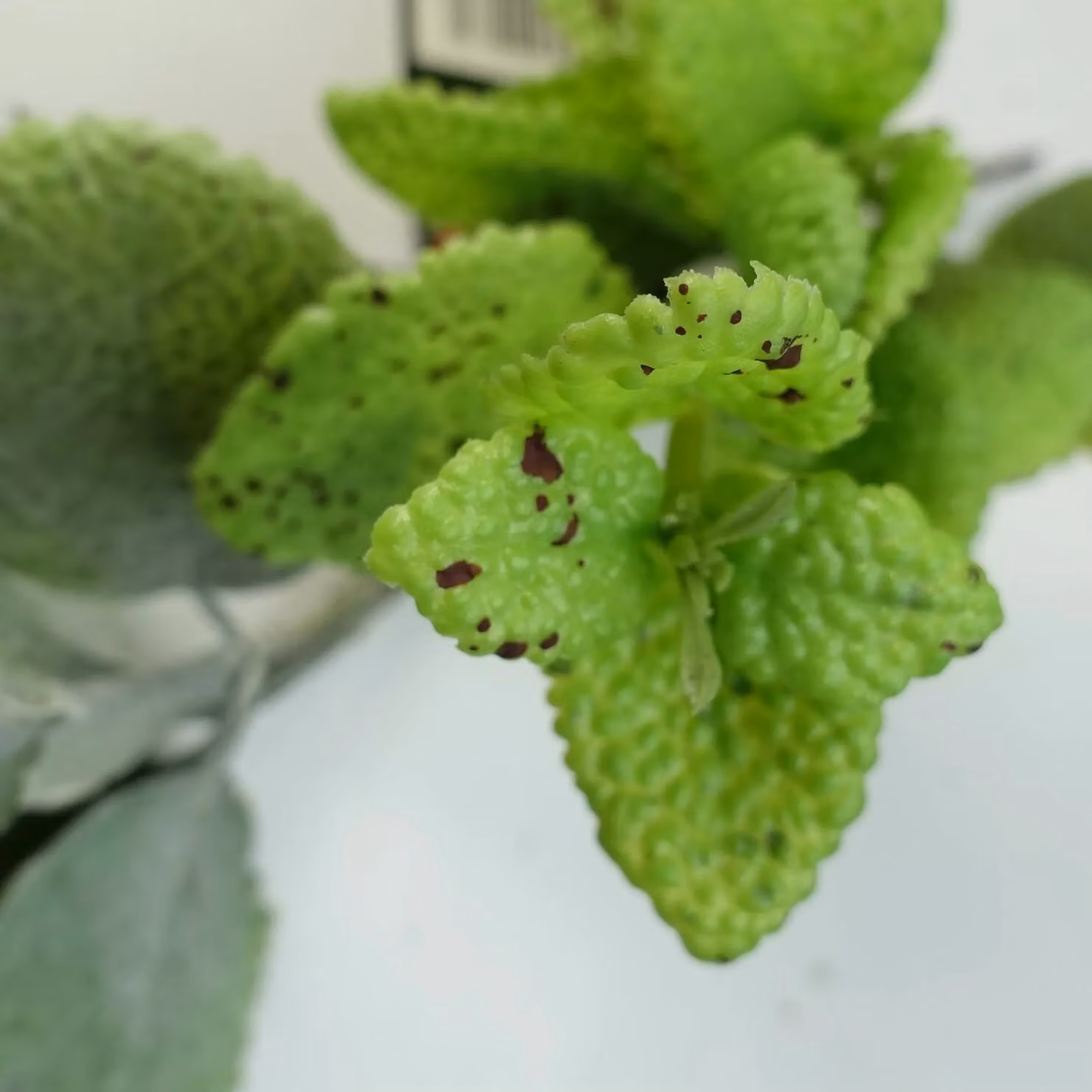 Leaf Green Artificial Mint Trailing Hanging Garland Plant, 125 cm – 4