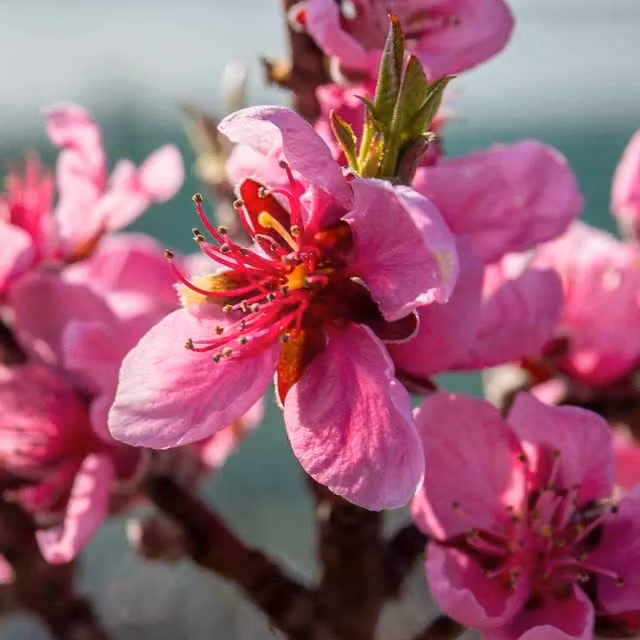 Marshalls Garden Nectarine Flavourtop Fruit Tree with Red, Yellow and Pink Fruit