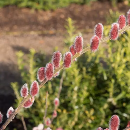 YouGarden Japanese Pink Pussy Willow Salix gracilistyla Mount ASO Standard Ornamental Tree – 3