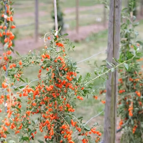 Thompson & Morgan Goji Berry No.1 Lifeberry Potted Fruit Bush in a 9cm Pot