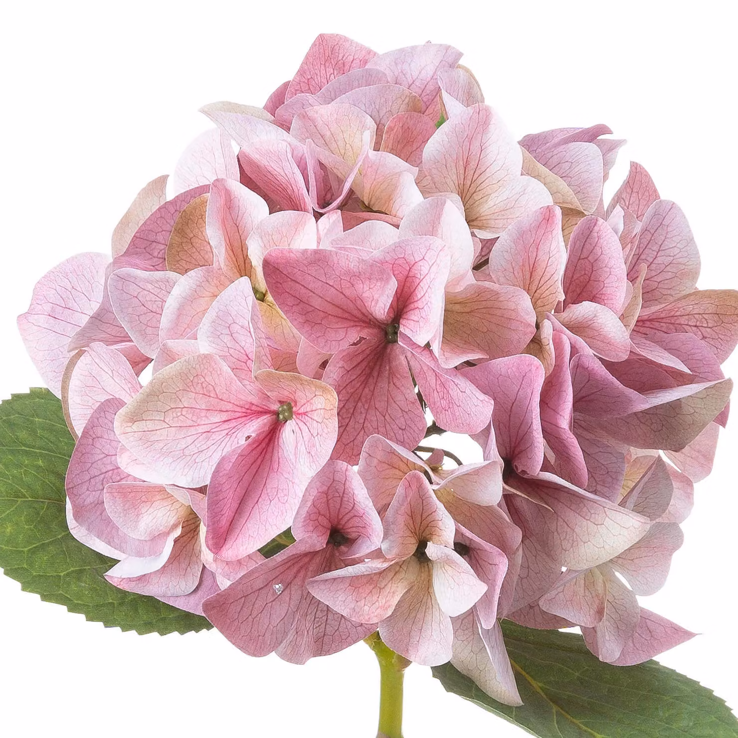 Hill Interiors Shabby Chic Pink Artificial Hydrangea Flower – 3