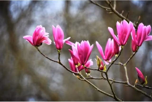 Direct Plants Large Magnolia Susan Ornamental Tree in Pink and Purple, 5-6ft, 7.5 L Pot