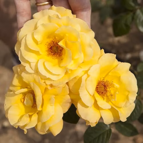 YouGarden Arthur Bell Yellow Flowering Rose Established Plant in 3-4 Litre Pot – 2