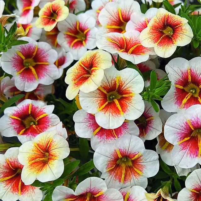 Plant Theory Set of 3 Calitastic Cappuccino Calibrachoa Bedding Plants, Orange, White and Multicolour, 9cm Pots