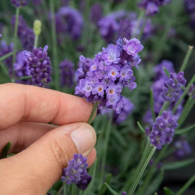 Marshalls Garden Lavender Hidcote Purple Fragrant Perennial for Ornamental and Herb Gardens