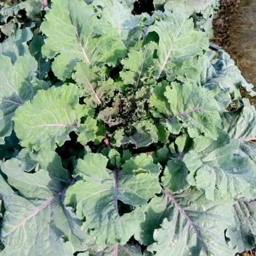 Thompson & Morgan Kale Cottager's Heritage Brassica Oleracea Vegetable Seeds, 30 Seeds per Packet