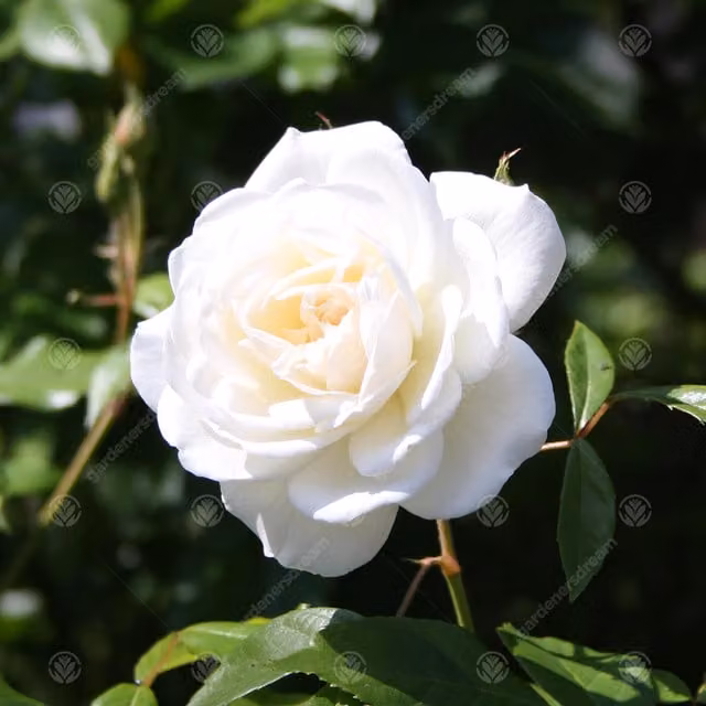 Gardeners Dream New Born Baby White Rose Ornamental Shrub