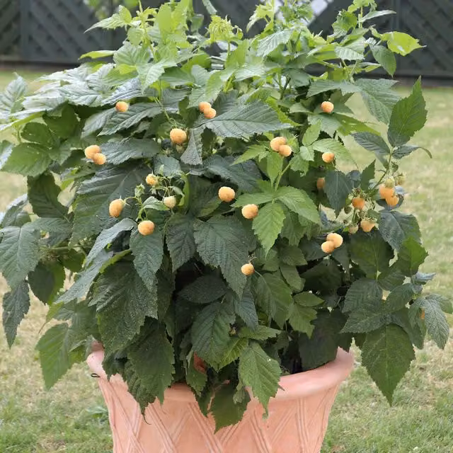 Marshalls Garden Elsanta Strawberry Bare-Root Perennial Berry Bush, Pack of 60