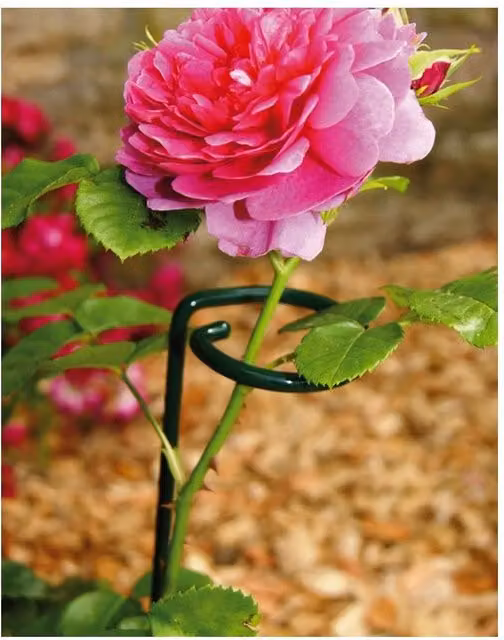 Poppyforge Steel Small Single Stem Plant Support, Pack of 4, Green, W: 5 cm, D: 5 cm, H: 60 cm