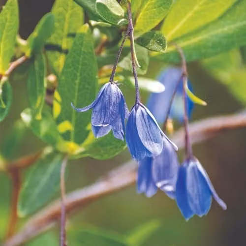 Thompson and Morgan Sollya heterophylla Bluebell Creeper, Half-Hardy Evergreen Climbing Shrub with Sky Blue Bell-Shaped Flowers, 3 x 9cm Pots