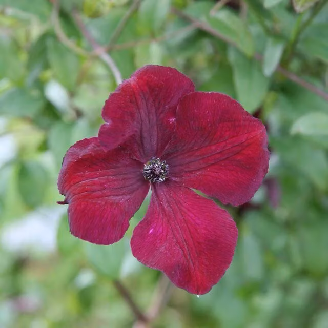 Plants By Post Clematis Viticella Royal Velours Purple Perennial Outdoor Climber