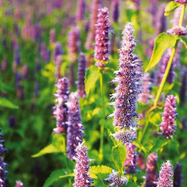 Unwins Agastache Lavender Blue Flower Seeds, 50g
