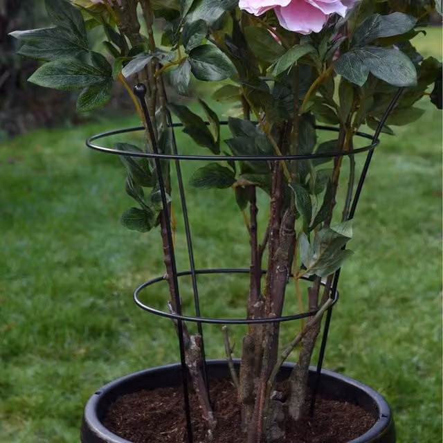 Thompson & Morgan Black Climbing Frame for Large Peonies or Herbaceous Plants, Pack of 3