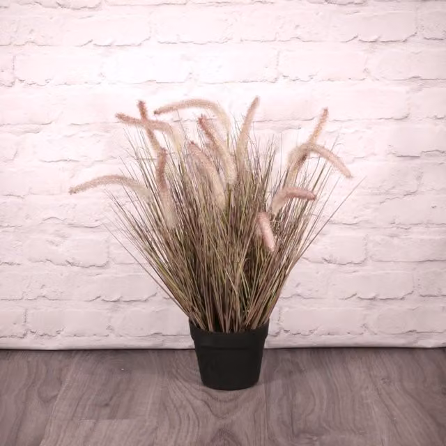 KDMD Potted Pennisetum Grass in Green