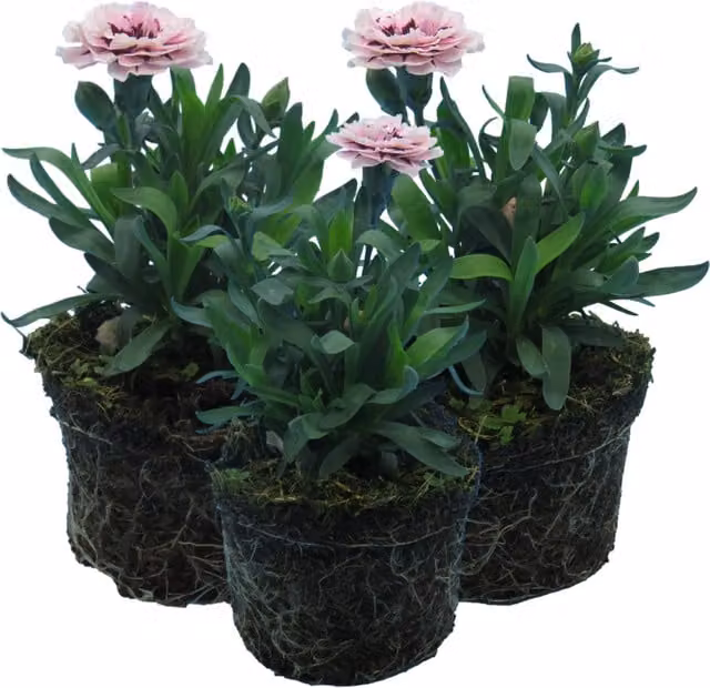 Plants By Post Purple Star Carnation Perennial Outdoor Ornamental Plant
