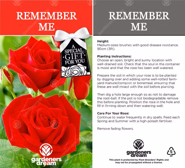 Gardeners Dream Remember Me Red Rose Bush Ornamental Shrub