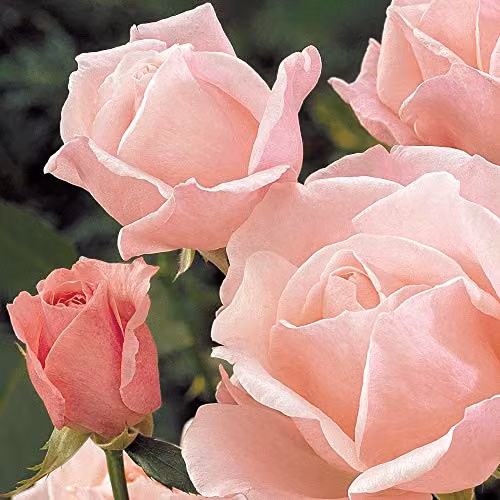 Thompson & Morgan Pink Queen Elizabeth Rose Bare Root Shrub for Ornamental Gardens – 3