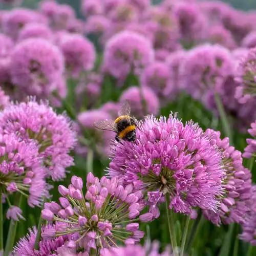 Marshalls Garden Allium Millennium Purple Perennial Plant