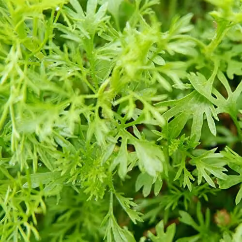 Thompson and Morgan Coriander Seeds (Approx. 50 Seeds)