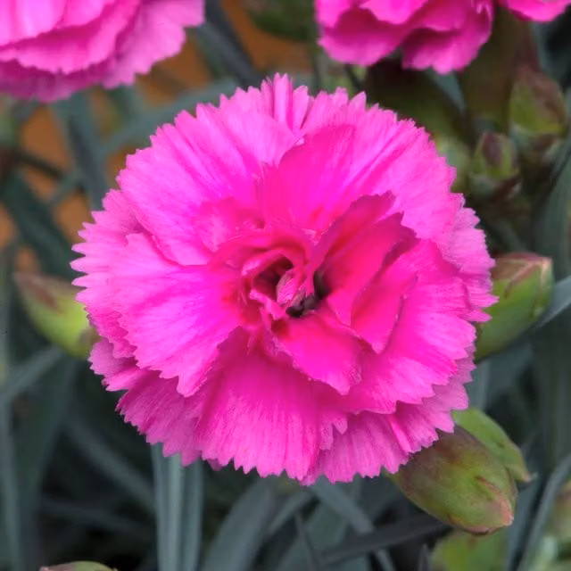 Marshalls Garden Dianthus Pinks Scent First Sugar Plum Pink Perennial Plant