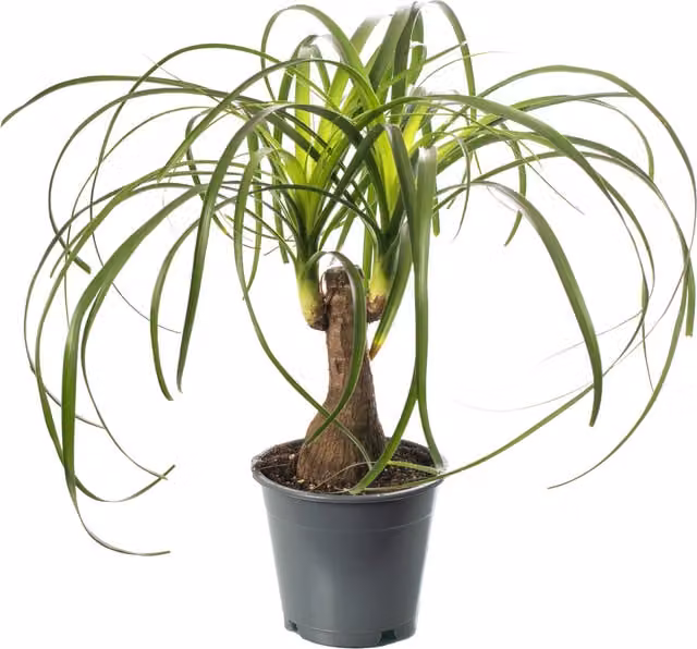 GardenersDream Beaucarnea Nolina Tall Exotic Green Indoor House Plant