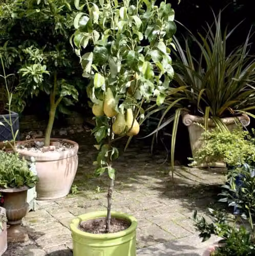 Thompson & Morgan Patio Fruit Tree Collection of Apple, Pear and Cherry Varieties, 5 x 9cm Potted Plants – 3
