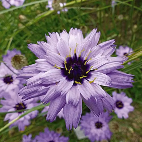 Thompson and Morgan Catananche caerulea Amor Blue Cupid's Dart Hardy Perennial Flower Seeds, 20 Seeds