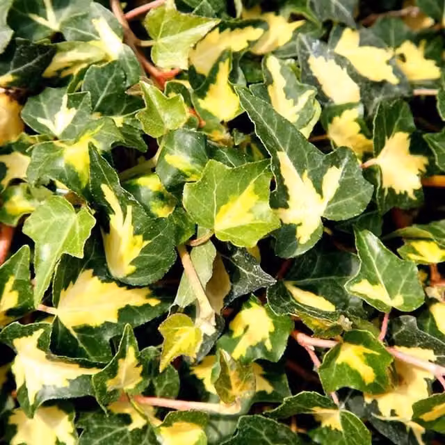 Plant Theory Hedera Helix Oro di Bogliasco Evergreen Vine Climbing Plant, Green
