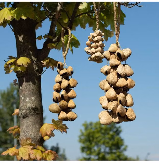 KDMD Large Pangi Seed Shell Natural Nut Shaker, 50 Shells in Beige – 1