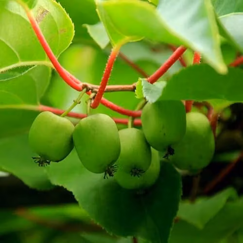 Thompson & Morgan Hardy Kiwi Geneva and Arguta Early-Blooming Sweet Fruit Plants, 1x 15cm Potted Plant