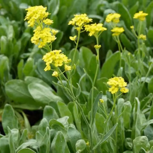 Thompson & Morgan Alyssum saxatile Gold Dust Hardy Perennial, Yellow Flowers, 1 x 1 Litre Potted Plant