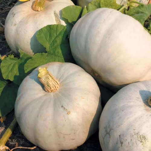 Thompson & Morgan Pumpkin Grey Ghost F1 Seeds, 4 Seeds per Packet – 2