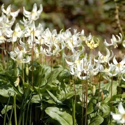 Thompson & Morgan Erythronium californicum White Beauty Bulbs, 4 Bulbs