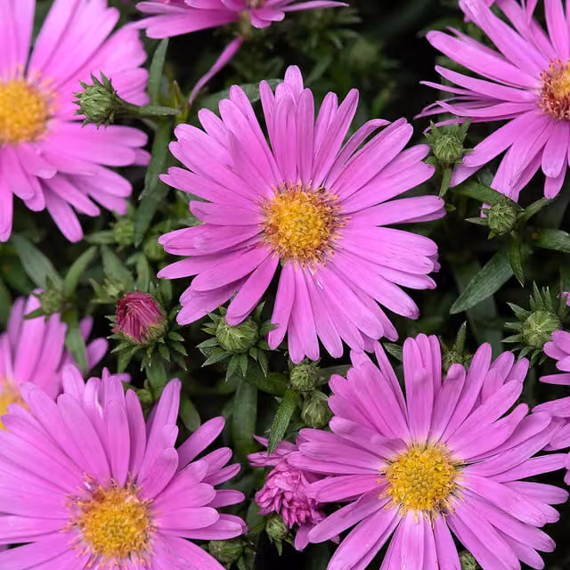 Plants By Post Aster Alpha Soft Pink Autumn Flowering Perennial Outdoor Plant