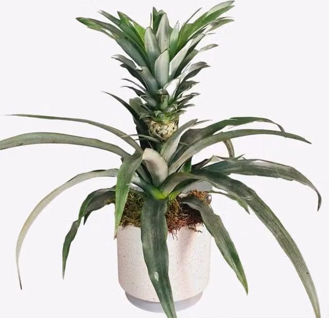 All Occasions Green Pineapple Houseplant in a Green Ceramic Pot