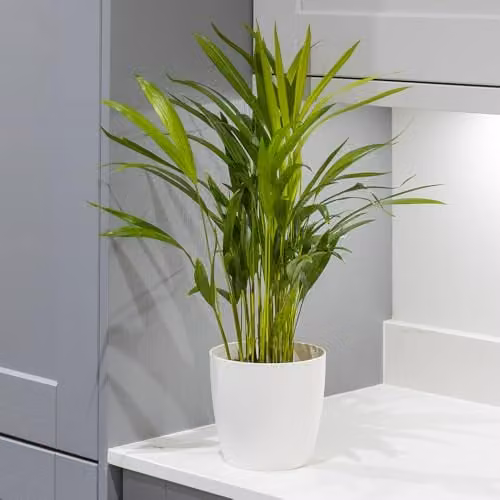 YouGarden Butterfly Areca Palm Indoor Houseplant, Green, 50-60 cm Tall, in 14 cm Pot – 2