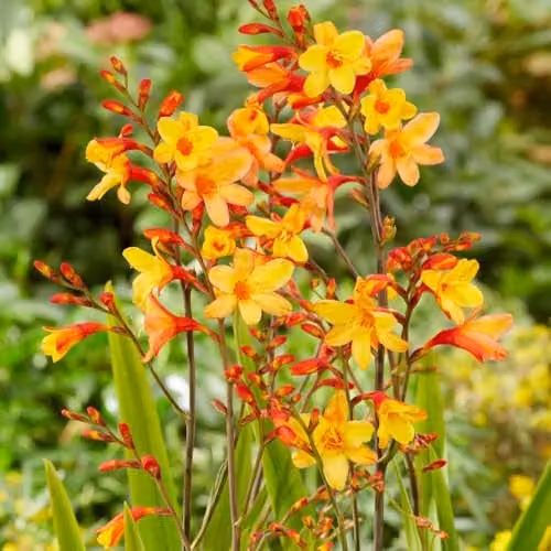 Thompson and Morgan Crocosmia Harlequin Perennial with Orange, Yellow and Red Flowers, 3 Litre Pot